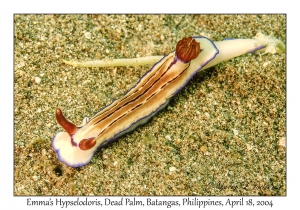 1180#0064 Hypselodoris emmae - Emma's Hypselodoris, Dead Palm, Batangas, Philippines, April 18, 2004