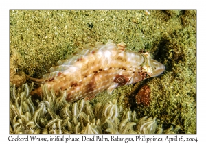 1180#0069 Pteragogus enneacanthus - Cockerel Wrasse IP, Dead Palm, Batangas, Philippines, April 18, 2004