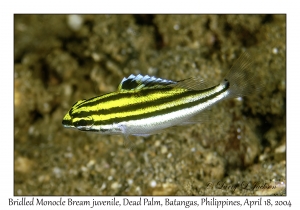 1180#0100 Scolopsis bilineata - Bridled Monocle Bream juv, Dead Palm, Batangas, Philippines, April 18, 2004