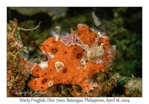 1181#0129 Antennarius maculatus - Warty Frogfish, Dive 7000, Batangas, Philippines, April 18, 2004