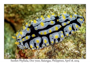 1181#0141 Phyllidia varicosa - Swollen Phyllidia, Dive 7000, Batangas, Philippines, April 18, 2004