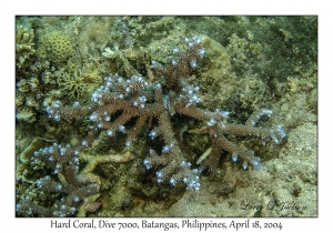 1181#0153 Acropora lutkeni - Hard Coral, Dive 7000, Batangas, Philippines, April 18, 2004