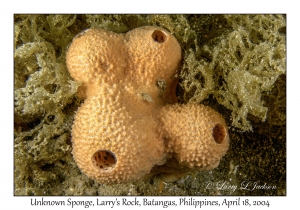1182#0160 Unknown Sponge, Larry's Rock, Batangas, Philippines, April 18, 2004