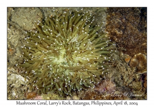 1182#0175 Heliofungia actiniformis - Mushroom Coral, Larry's Rock, Batangas, Philippines, April 18, 2004