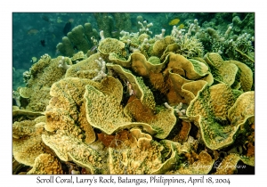 1182#0197 Turbinaria reniformis - Scroll Coral, Larry's Rock, Batangas, Philippines, April 18, 2004