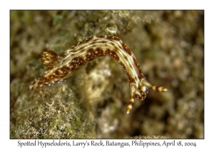 1182#0202 Hypselodoris maculosa - Spotted Hypselodoris, Larry's Rock, Batangas, Philippines, April 18, 2004