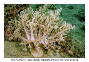 1182#0208 Actinodendron arboreum - Tree Anemone, Larry's Rock, Batangas, Philippines, April 18, 2004