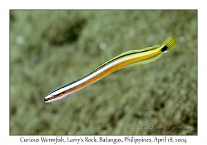 1182#0218 Gunnelichtys curiosus - Curious Wormfish, Larry's Rock, Batangas, Philippines, April 18, 2004