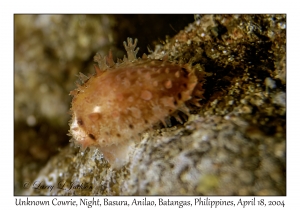 1183#0235 Unknown Cowrie, Night, Basura, Anilao, Batangas, Philippines, April 18, 2004