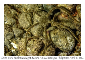 1183#0237 Ophiarachnella septemspinosa - Seven-spine Brittle Star, Night, Basura, Anilao, Batangas, Philippines, April 18, 2004
