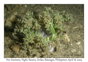 1183#0244 Actinodendron arboreum - Tree Anemone, Night, Basura, Anilao, Batangas, Philippines, April 18, 2004