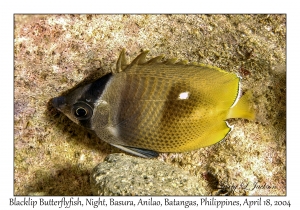 1183#0251 Chaetodon kleinii - Blacklip Butterflyfish, Night, Basura, Anilao, Batangas, Philippines, April 18, 2004