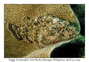 1184#0029 Scorpaenopsis venosa - Raggy Scorpionfish, Twin Rocks, Batangas, Philippines, April 19, 2004