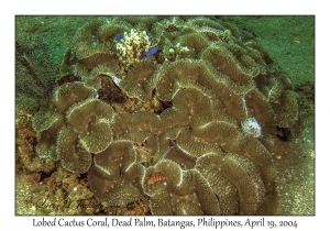 1185#0033 Lobophyllia serratus - Lobed Cactus Coral, Dead Palm, Batangas, Philippines, April 19, 2004