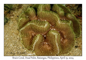 1185#0046 Symphyllia agaricia - Brain Coral, Dead Palm, Batangas, Philippines, April 19, 2004