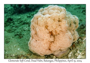 1185#0049 Dendronephthya sp - Glomerate Soft Coral, Dead Palm, Batangas, Philippines, April 19, 2004