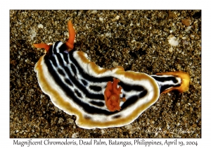 1185#0052 Chromodoris magnifica - Magnificent Chromodoris, Dead Palm, Batangas, Philippines, April 19, 2004