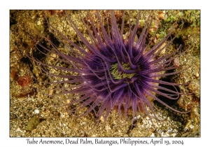 1185#0063 Cerianthus sp - Tube Anemone, Dead Palm, Batangas, Philippines, April 19, 2004