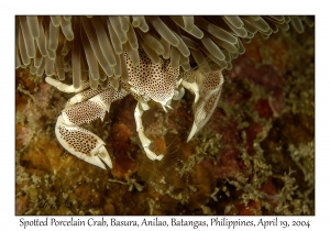1186#0129 Neopetrolisthes maculatus - Spotted Porcelain Crab, Basura, Anilao, Batangas, Philippines, April 19, 2004