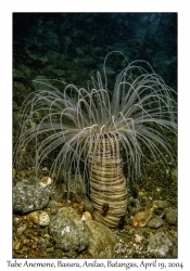 1186#0151 Cerianthus sp - Tube Anemone, Basura, Anilao, Batangas, Philippines, April 19, 2004