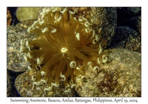 1186#0166 Boloceroides mcmurrichii - Swimming Anemone, Basura, Anilao, Batangas, Philippines, April 19, 2004
