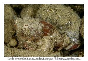 1186#0174 Scorpaenopsis diabolus - Devil Scorpionfish, Basura, Anilao, Batangas, Philippines, April 19, 2004