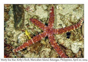 1187#0002 Echinaster callosus - Warty Sea Star, Kirby's Rock, Maricaban Is, Batangas, Philippines, April 20, 2004