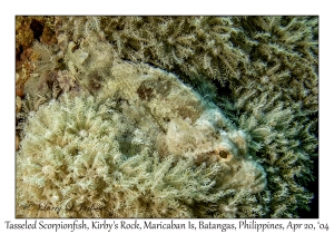 1187#0049 Scorpaenopsis oxycephala - Tasseled Scorpionfish, Kirby's Rock, Maricaban Is, Batangas, Philippines, April 20, 2004