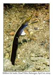 1188#0074 Rhinomuraena quaesita - Ribbon Eel juv, Dead Palm, Batangas, Philippines, April 20, 2004