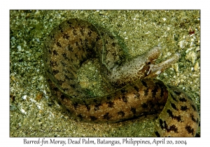 1188#0086 Gymnothorax zonipectis - Barred-fin Moray, Dead Palm, Batangas, Philippines, April 20, 2004