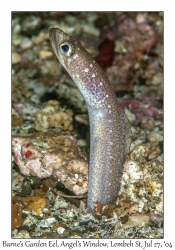 Barne's Garden Eel