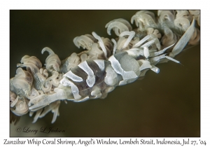 Zanzibar Whip Coral Shrimp