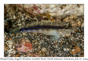 Striped Goby