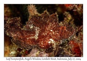 Leaf Scorpionfish