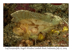 Leaf Scorpionfish