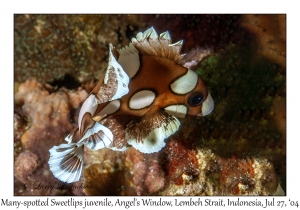 Many-spotted Sweetlips juvenile