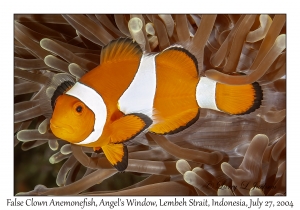 False Clown Anemonefish