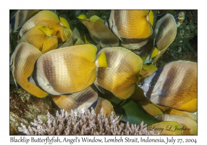 Blacklip Butterflyfish