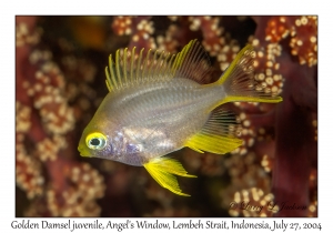 Golden Damsel juvenile