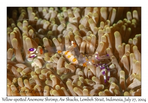 Yellow-spotted Anemone Shrimp