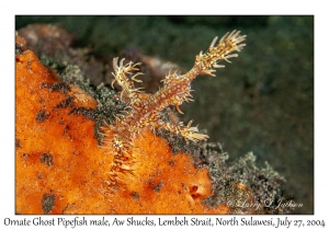 Ornate Ghost Pipefish male