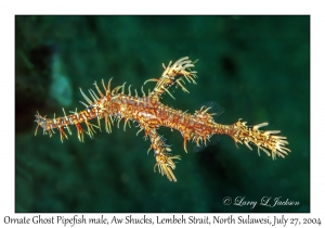 Ornate Ghost Pipefish male