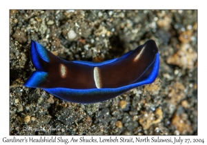Gardiner's Headshield Slug