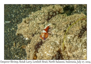 Emperor Shrimp