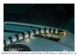 Banded Sea Krait