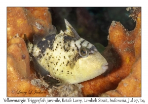 Yellowmargin Triggerfish juvenile