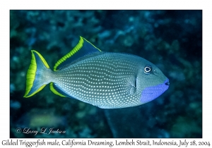 Gilded Triggerfish male