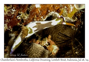 Chamberlain's Nembrotha