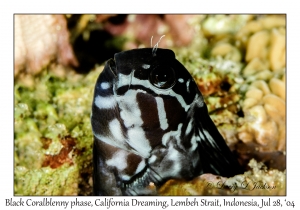 Black Coralblenny phase