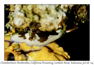 Chamberlain's Nembrotha